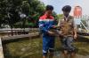 Konservasi Belida Binaan Kilang Pertamina Plaju Selamatkan Ikan Endemik Sumsel - Bagian 8