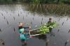 Tanam Ribuan Mangrove dan Lepas Puluhan Burung di Taman Wisata Alam - Bagian 3