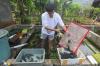 Meraup Cuan dari Budi Daya Lobster Air Tawar Red Claw - Bagian 3