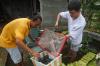 Meraup Cuan dari Budi Daya Lobster Air Tawar Red Claw - Bagian 5