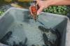 Meraup Cuan dari Budi Daya Lobster Air Tawar Red Claw