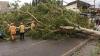 12 Pohon Tumbang di Kota Batu, Timpa Sekolah hingga Rumah 