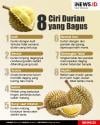 Infografis 8 Ciri Durian yang Bagus