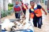 Dramatis! Damkar Evakuasi 15 Kambing Terjebak Banjir di Bantaran Kali Ciliwung - Bagian 2