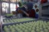 Melihat Produksi Kue Kering hingga Dijual Live di Media Sosial - Bagian 3