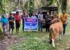 PT SSL Salurkan Bantuan Sapi Betina, Dukung Ketahanan Pangan Petani