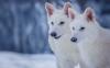 Punah 12.500 Tahun Lalu, Serigala Dire Wolf yang Terkenal di Game of Thrones Dihidupkan Kembali