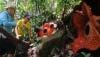 Pertama Kali di Dunia, 2 Bunga Bangkai Rafflesia Mekar Bareng di Maninjau Agam