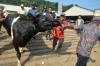 Potret Aktivitas Jual Beli Sapi di Pasar Hewan Ambarawa - Bagian 2