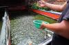 Raup Cuan Dari Budi Daya Ikan Lele di Permukiman Padat Bekasi - Bagian 7