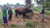 Jenis Simmental, Sapi Kurban Presiden Prabowo di Gowa Diberikan Perawatan Khusus