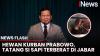 Penampakan Sapi Limousin 1,3 Ton, Hewan Kurban Presiden Prabowo