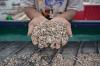 Nelayan Cilincing Daur Ulang Limbah Cangkang Kerang Jadi Material Bangunan - Bagian 2
