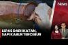 Sapi Kurban Dinas Pendidikan Jatim Mengamuk lalu Tercebur Kolam, Dievakuasi Damkar