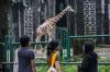 Taman Margasatwa Ragunan Tetap Buka untuk Pengunjung - Bagian 3