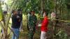 Lebak Heboh! Mayat Pria Ditemukan di Bawah Pohon Melinjo, Kondisi Mengenaskan