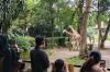 Penutupan Bandung Zoo Ancam Kesejahteraan 700 Satwa dan Puluhan Karyawan