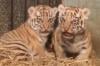 Menggemaskan! 2 Bayi Harimau Benggala Lahir di Bandung Zoo
