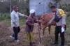 Hilang dari Kandang, Sapi Petani di Sampang Ditemukan di Pinggir Sungai Diduga Dicuri