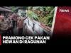 Viral Harimau Kurus di Ragunan, Gubernur Jakarta Pramono Anung Turun Langsung Cek Kondisi Satwa