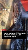 Buaya Raksasa 535 kg Mati, Isi Perut Ada Kaca TV hingga Tombak