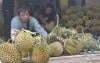 Malaysia Bakal Klaim Durian atau Nanas sebagai Buah Nasional