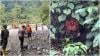 Viral Bunga Rafflesia Ditemukan di Lokasi Banjir Jembatan Kembar Padang Panjang