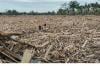 Desa di Aceh Utara Tertimbun Ribuan Ton Kayu Gelondongan usai Banjir Bandang
