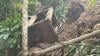 Hujan Deras Picu Tebing Longsor di Kulonprogo Timpa Rumah Warga