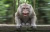 Wisatawan di Phuket Diperingatkan Bahaya Rabies akibat Gigitan Monyet Liar