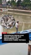 Ribuan Ikan Sungai Cisadane Mati Mengambang usai Kebakaran Pabrik Pestisida