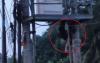 Viral Detik-Detik Pencuri Kabel di Jambi Gosong Terpanggang Listrik 20.000 Volt