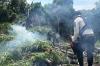 Polda Aceh Musnahkan Ladang Ganja 20 Ha, Petani Diajak Beralih ke Kopi