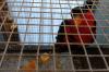 Penyelundupan 18 Burung Eksotis Asal Papua - Bagian 1