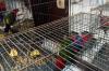 Penyelundupan 18 Burung Eksotis Asal Papua - Bagian 2