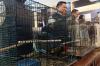 Penyelundupan 18 Burung Eksotis Asal Papua - Bagian 4