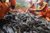 TNI AL Dikerahkan Bantu Basmi Ikan Sapu-Sapu - Bagian 7