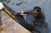 TNI AL Dikerahkan Bantu Basmi Ikan Sapu-Sapu - Bagian 5