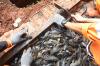 TNI AL Dikerahkan Bantu Basmi Ikan Sapu-Sapu - Bagian 6