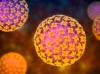 WHO: Hantavirus Lebih Mematikan daripada Covid-19