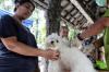 1.767 Hewan Divaksin Rabies di Jaksel: Kucing, Anjing hingga Kera