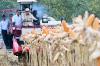 Momen Prabowo Panen Raya Jagung di Tuban, Bertopi Koboi sambil Kendarai Corn Reaper Machine