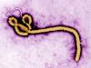Apa Itu Virus Ebola Bundibugyo yang Ditetapkan WHO sebagai Darurat Global?
