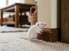 Hati-Hati! Kotoran Tikus Kering Bisa Sebabkan Hantavirus