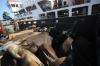 Ratusan Sapi Kurban dari NTT Tiba di Tanjung Priok