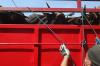 Ratusan Sapi Kurban dari NTT Tiba di Tanjung Priok - Bagian 4