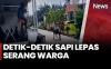 Heboh! Sapi Hewan Kurban Lepas Mengamuk dan Serang Warga