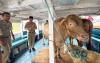 49 Hewan Kurban Dikirim ke Kepulauan Seribu, Sapi hingga Domba Naik Kapal