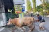 Heboh Sapi Kurban Mengamuk di Lamongan, Nyaris Masuk Salon Kecantikan