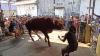 Penyembelihan Sapi Kurban Jumbo Sapu Jagad di Kendal Dramatis, Tali Putus Saat  Dirobohkan